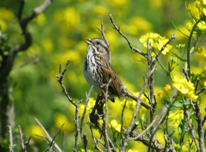 Song Sparrow